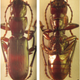 Illustration for article titled This is Pterostichus neilgaimani em/ememem/em/em